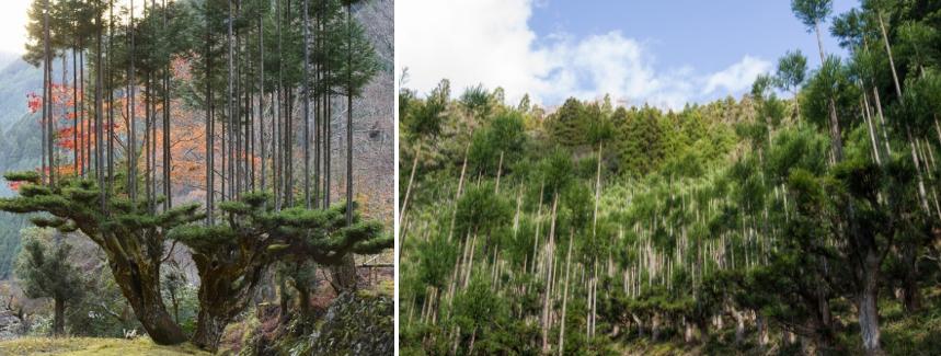 Những phát minh kỳ lạ ở Nhật Bản-1