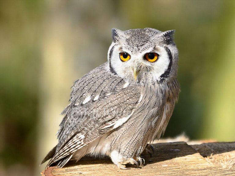 Vô tình thấy 5 điều này: Vận xui đang đeo bám, cần tìm cách hóa giải ngay-2