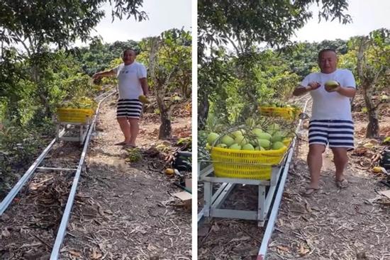 Bất ngờ trước cách nông dân Trung Quốc vận chuyển xoài chẳng cần tốn sức
