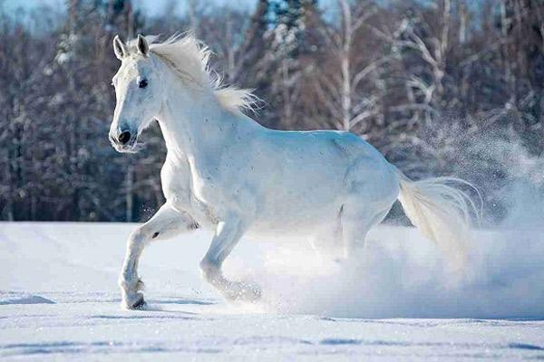 Thứ Sáu ngày 25/6/2021 của 12 con giáp: Hợi có thu nhập từ công việc ngoài luồng-5