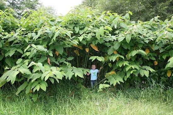 Vùng đất kỳ lạ ở Nga khiến cây trồng cao lớn khổng lồ như trong thế giới cổ tích