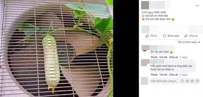 Quả dưa chuột nằm ở nơi hiểm hóc khiến gia chủ vò đầu bứt tóc không biết thu hoạch làm sao-1