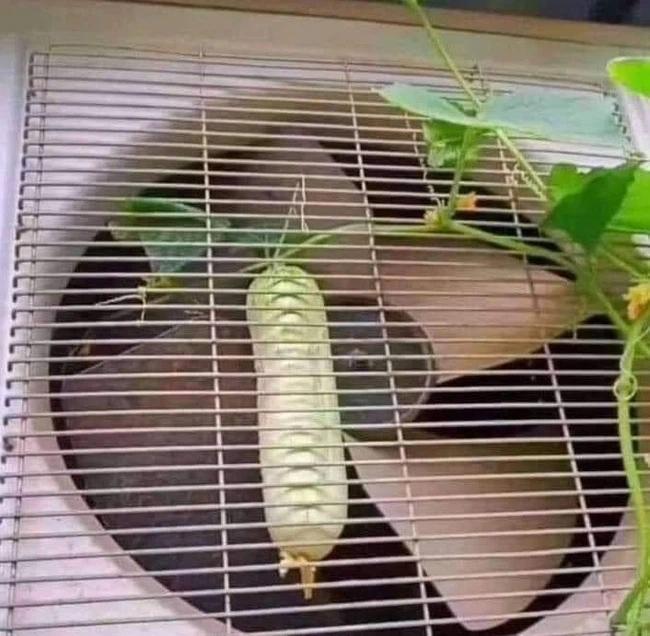 Quả dưa chuột nằm ở nơi hiểm hóc khiến gia chủ vò đầu bứt tóc không biết thu hoạch làm sao-2