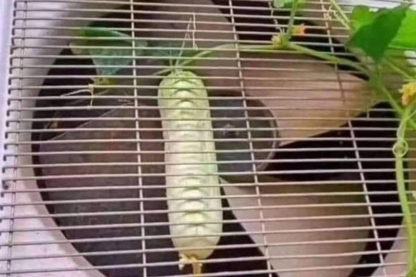 Trồng dưa chuột trong khuôn trái tim thu hoạch thành quả nhức nhối-7