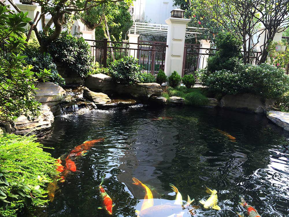 Chuyên gia phong thủy mách cách đặt bể cá để gia chủ vượng tài tấn lộc-3