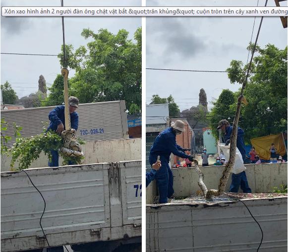 2 người đàn ông chật vật bắt trăn khủng trên cây xanh ven đường-1