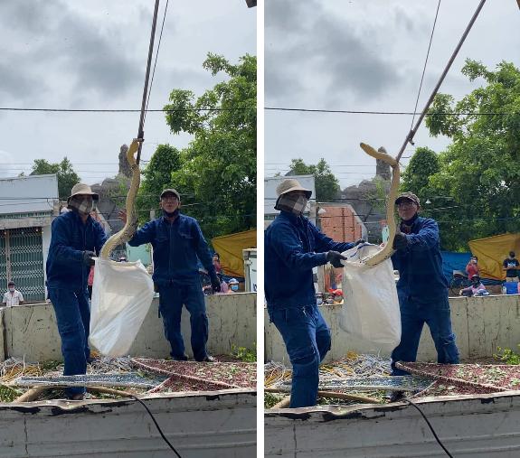 2 người đàn ông chật vật bắt trăn khủng trên cây xanh ven đường-2