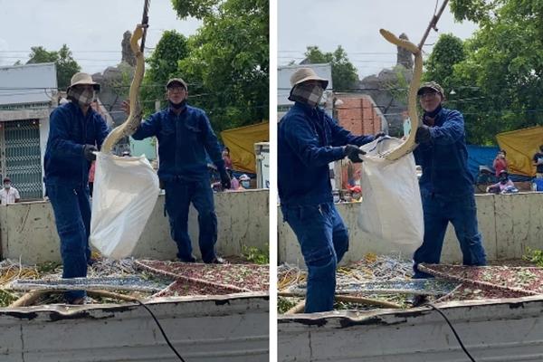 Khoảnh khắc 2 nữ chuyên gia bắt trăn khủng nằm trong nắp capo-1