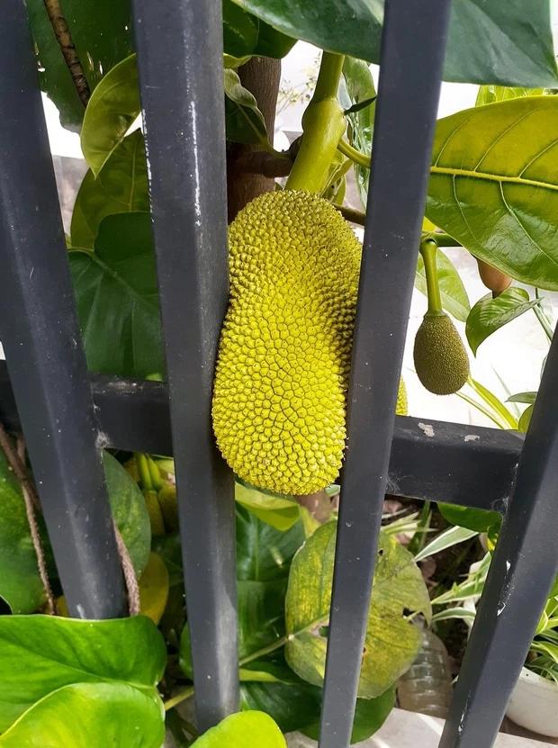 Những quả mít dính lời nguyền khiến gia chủ câm nín-2