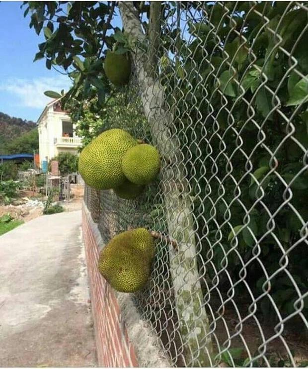 Những quả mít dính lời nguyền khiến gia chủ câm nín-3