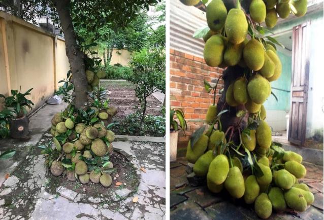 Những quả mít dính lời nguyền khiến gia chủ câm nín-6