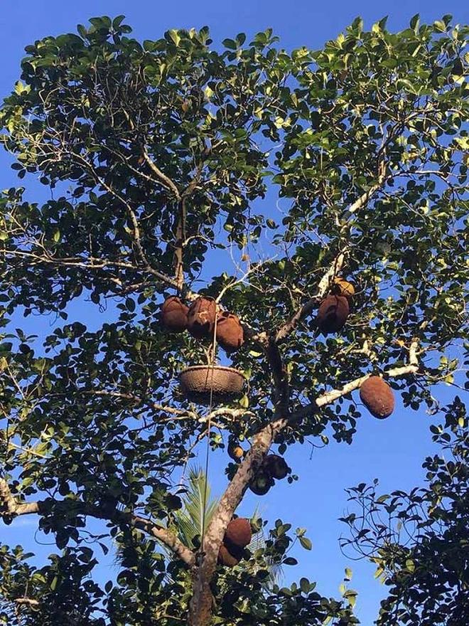 Những quả mít dính lời nguyền khiến gia chủ câm nín-8