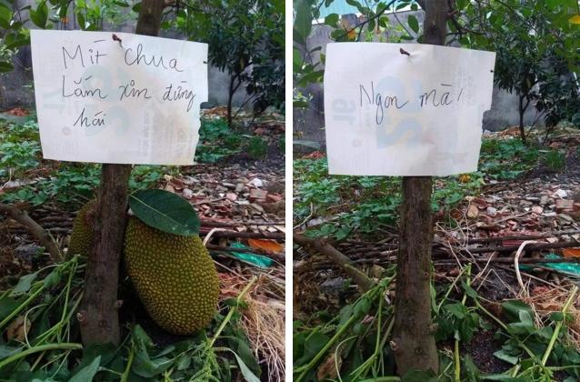 Những quả mít dính lời nguyền khiến gia chủ câm nín-12