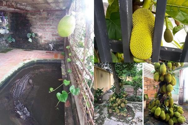 Loại quả mỗi chỗ một tên, dân tình hoang mang không biết gọi sao cho đúng-3