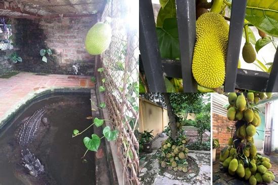 Những quả mít 'dính lời nguyền' khiến gia chủ câm nín