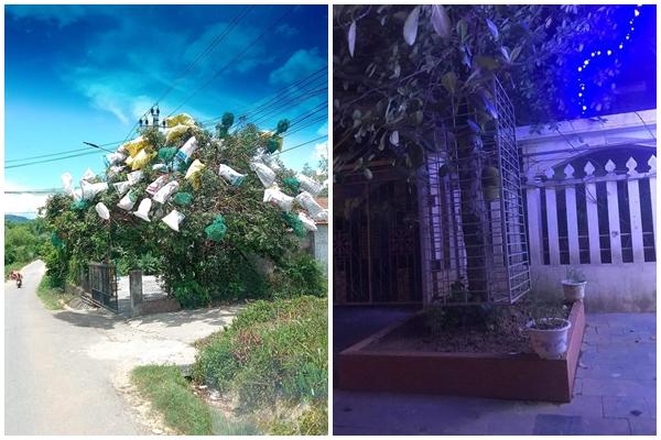 Loại cây mọc phổ biến ở Việt Nam nhưng quả của nó không ai biết-5