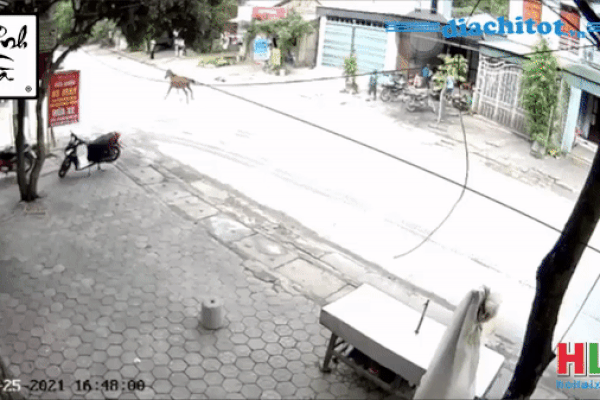 Clip: Phi nước đại đối đầu ô tô, chú ngựa ung dung gây tai nạn giữa phố