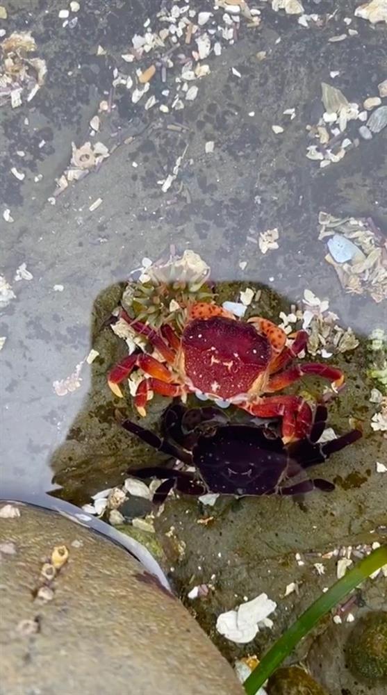 Khoảnh khắc hiếm thấy của tự nhiên: Cận cảnh quá trình cua lột vỏ-2