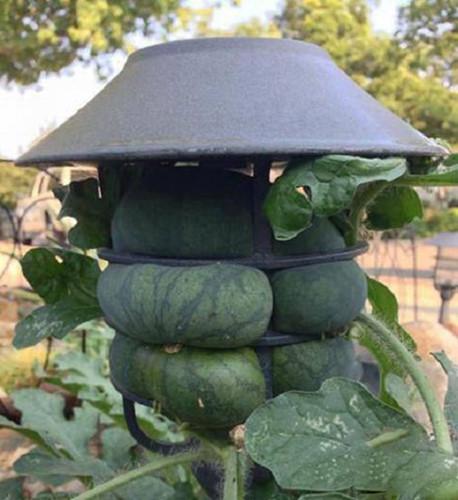 Cảnh báo Mít chua, đừng hái, chủ thớt nhận cái kết hơi phũ-1