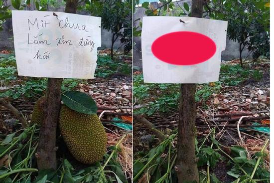 Cảnh báo 'Mít chua, đừng hái', chủ thớt nhận cái kết hơi phũ