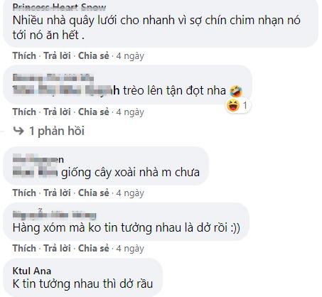 Cây nhãn được mùa, ai nấy buồn cười vì gia chủ bảo vệ quá chu đáo-3