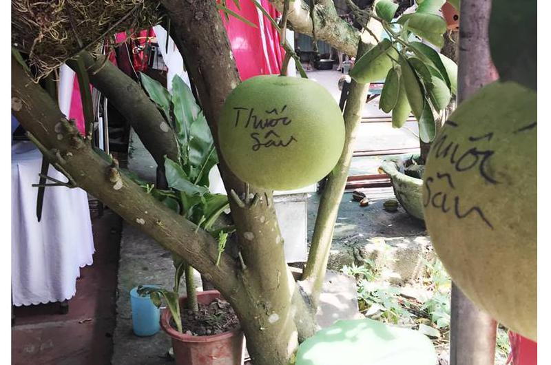 Cây nhãn được mùa, ai nấy buồn cười vì gia chủ bảo vệ quá chu đáo-4