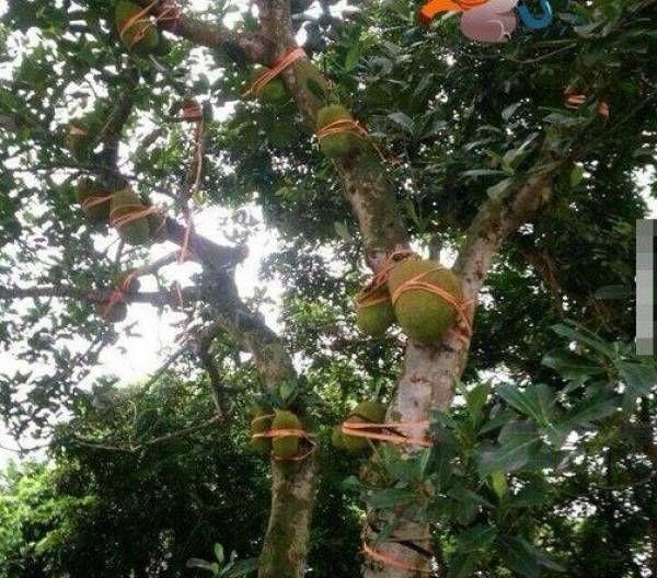 Cây nhãn được mùa, ai nấy buồn cười vì gia chủ bảo vệ quá chu đáo-8