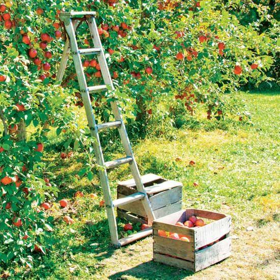 Tử vi 12 cung hoàng đạo thứ Năm ngày 1/7/2021: Sư Tử quá vô tâm-1