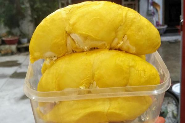 Vườn sầu riêng ra quả ngoạn mục, xem clip mà thót tim vì sợ… rớt trúng đầu-3