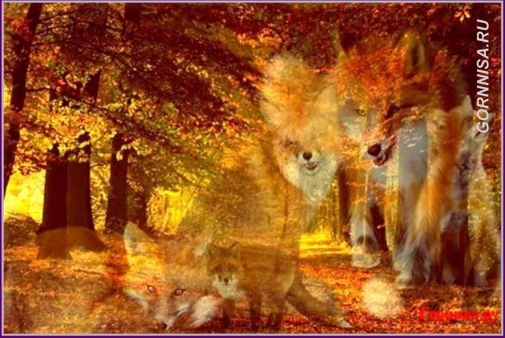 Chọn một con cáo tiết lộ bạn có phải là kẻ mưu hèn kế bẩn?-1