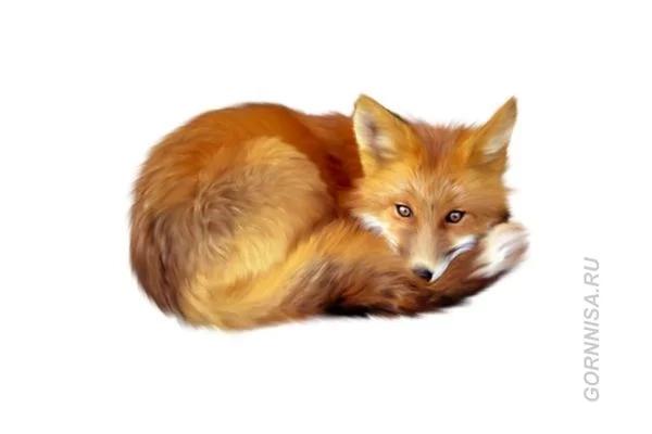 Chọn một con cáo tiết lộ bạn có phải là kẻ mưu hèn kế bẩn?-3