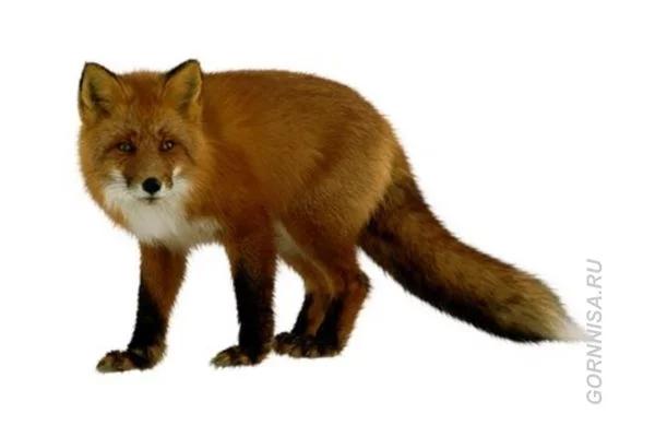 Chọn một con cáo tiết lộ bạn có phải là kẻ mưu hèn kế bẩn?-4