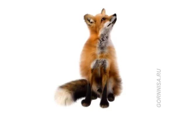 Chọn một con cáo tiết lộ bạn có phải là kẻ mưu hèn kế bẩn?-5