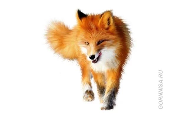 Chọn một con cáo tiết lộ bạn có phải là kẻ mưu hèn kế bẩn?-6