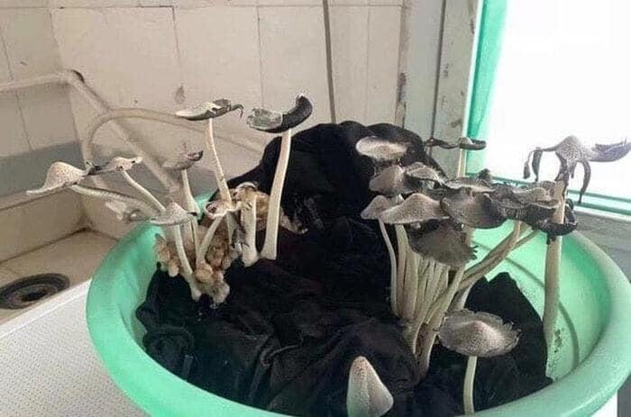 Những pha ở bẩn có số má: Nấm mọc thành cụm, chổi lau nhà mọc lá-1