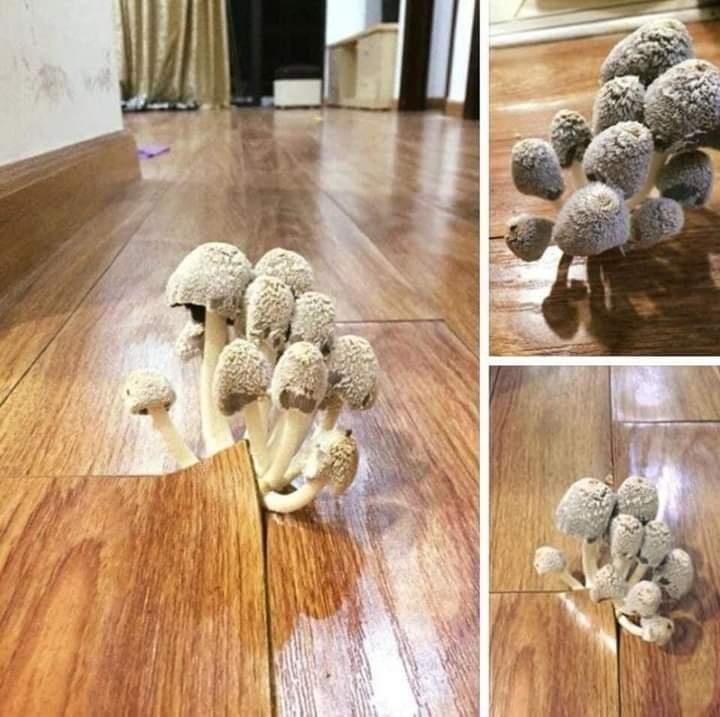 Những pha ở bẩn có số má: Nấm mọc thành cụm, chổi lau nhà mọc lá-2