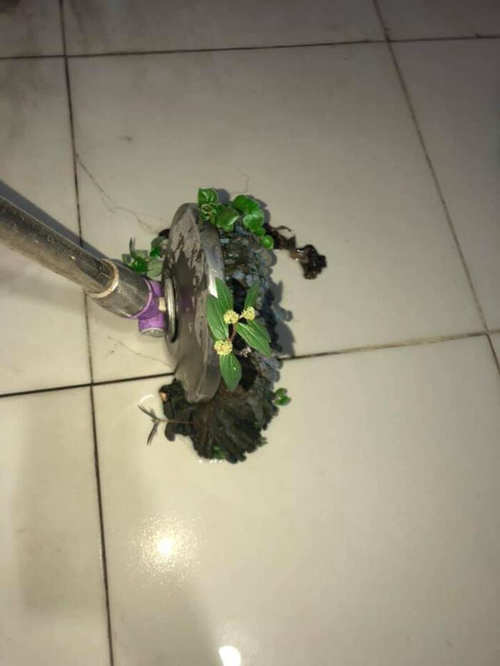 Những pha ở bẩn có số má: Nấm mọc thành cụm, chổi lau nhà mọc lá-3