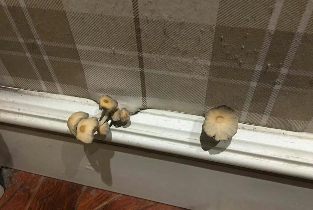 Những pha ở bẩn có số má: Nấm mọc thành cụm, chổi lau nhà mọc lá-5