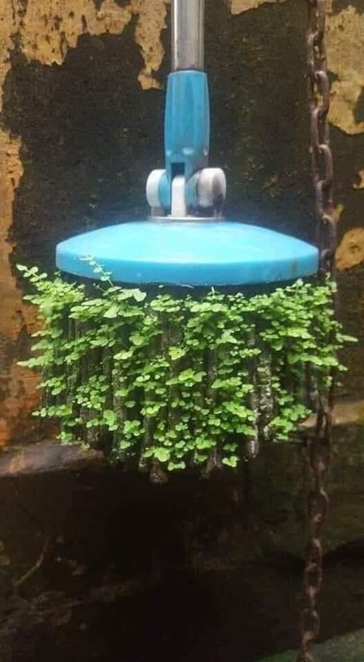 Những pha ở bẩn có số má: Nấm mọc thành cụm, chổi lau nhà mọc lá-6