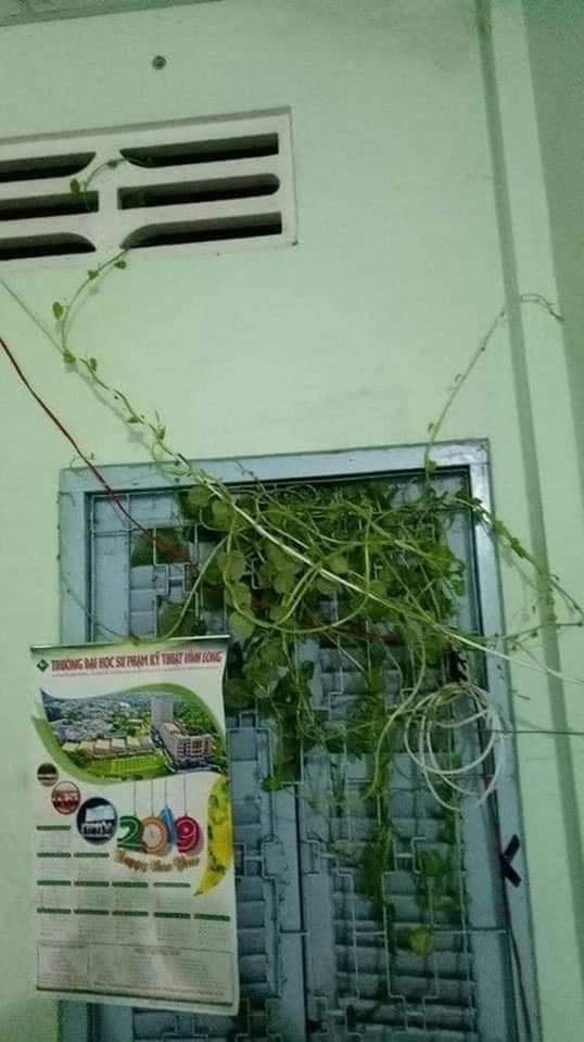 Những pha ở bẩn có số má: Nấm mọc thành cụm, chổi lau nhà mọc lá-8