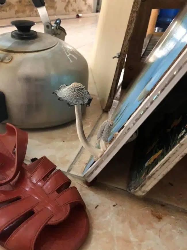 Những pha ở bẩn có số má: Nấm mọc thành cụm, chổi lau nhà mọc lá-10