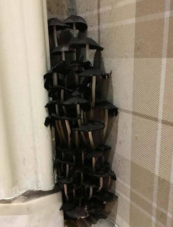 Những pha ở bẩn có số má: Nấm mọc thành cụm, chổi lau nhà mọc lá-12