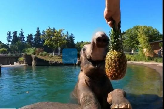 Voi châu Á tắm hồ bơi tránh đợt nóng kỷ lục ở Mỹ