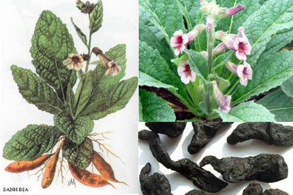 Bài thuốc chữa say nắng, say nóng-4