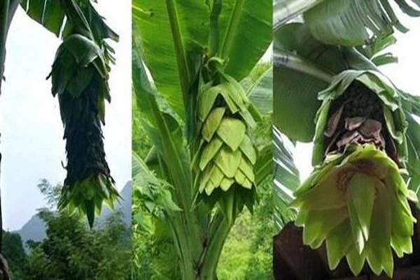 Hoa chuối có tác dụng gì với sức khoẻ?-2