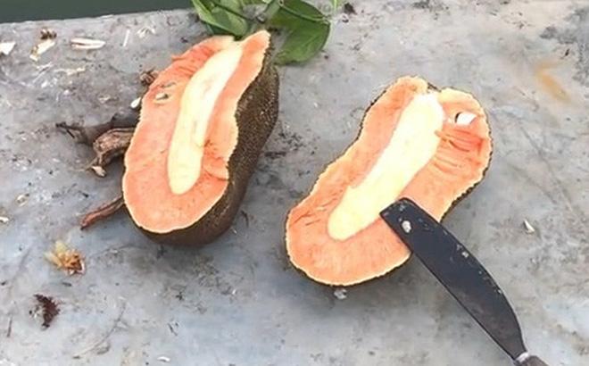 Thấy quả mít không có múi, thanh niên tưởng đột biến nhưng hoá ra là loại xịn-1