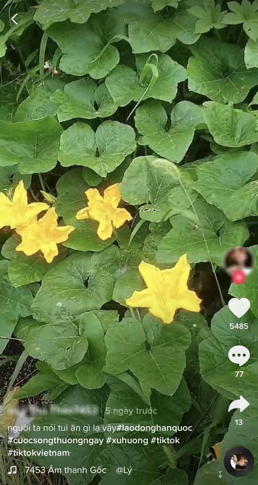 Cô gái Việt lấy làm lạ vì người Hàn ai cũng ăn bộ phận này của cây bí-1