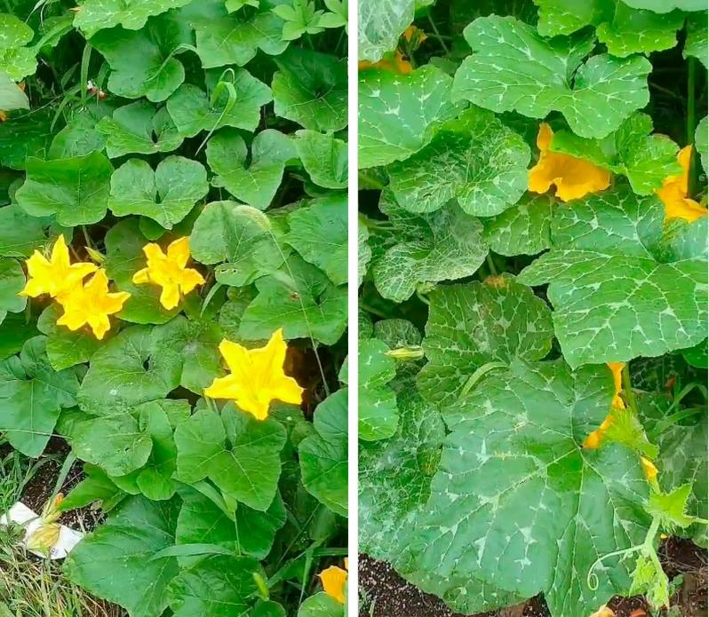 Cô gái Việt lấy làm lạ vì người Hàn ai cũng ăn bộ phận này của cây bí-2