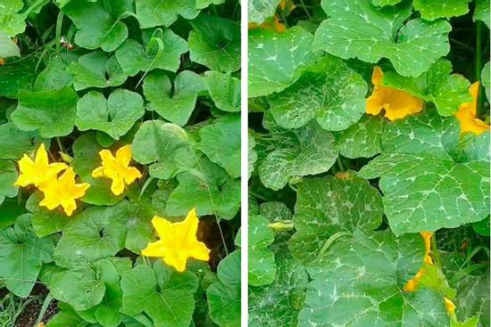 Cô gái Việt lấy làm lạ vì người Hàn ai cũng ăn bộ phận này của cây bí