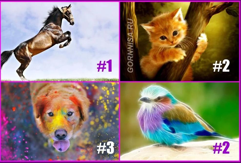 Con vật yêu thích tiết lộ điều gì đang chờ đợi bạn trong 60 ngày sắp tới?-1